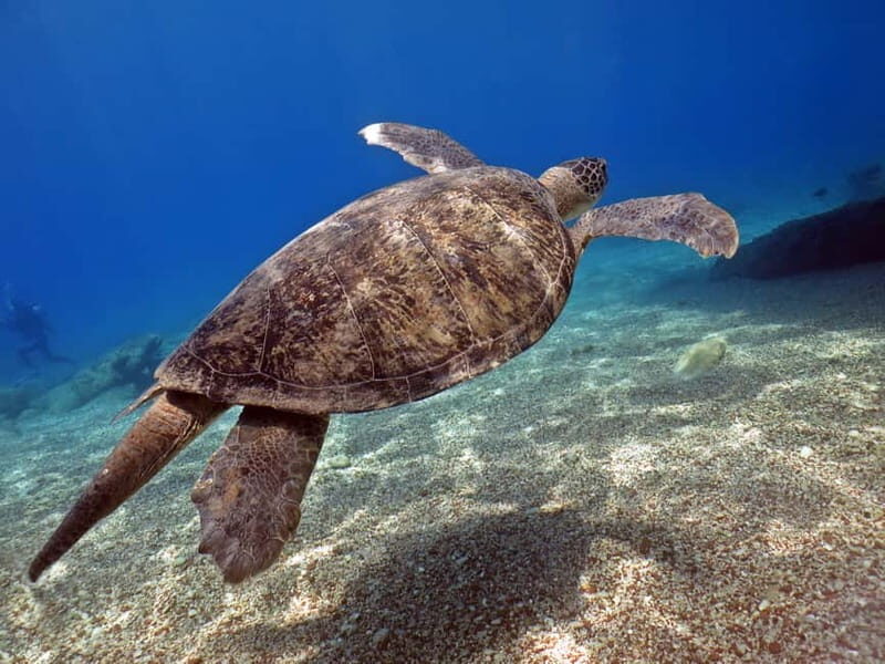 Fethiye: Ölüdeniz Scuba Diving Tour - Final Thoughts