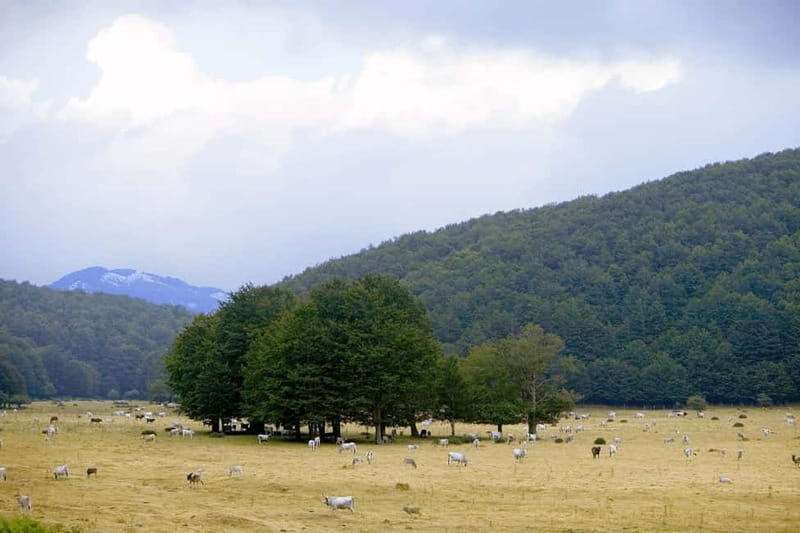 Feudi di San Gregorio: Wine Tasting Experience - The Experience in Detail