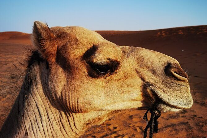 Fez to Merzouga Desert Trip camel ride and night camp - What’s Included and What’s Not