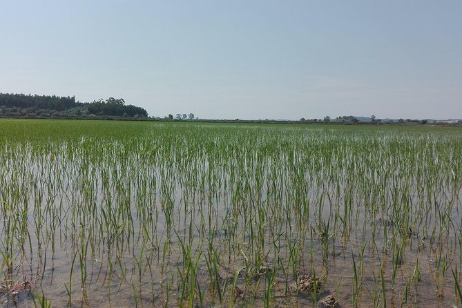figueira-da-foz-by-rice-paddies-and-salines-half-day-from-coimbra