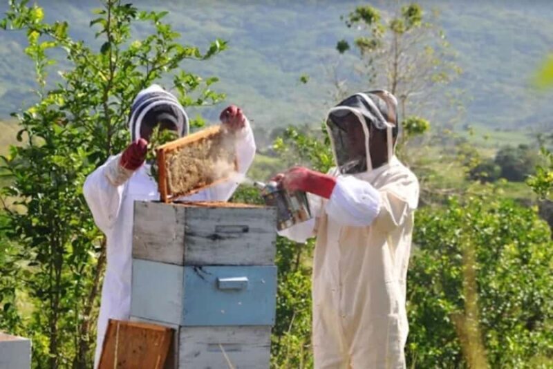 Fiji: Farm Tour: Animals, Honey Tasting & Fijian Cooking - Who Will Love This Tour?