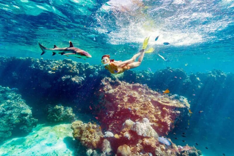 Fiji: Ultimate Encounters Snorkel with Sharks and Lunch - Who Should Consider This Tour?