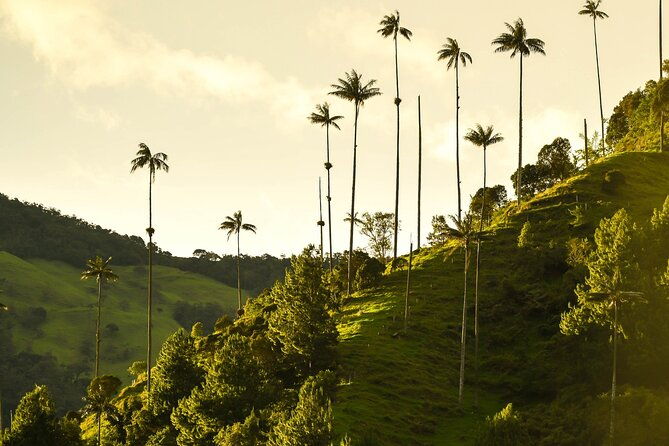 filandia-salento-and-cocora-valley-tour