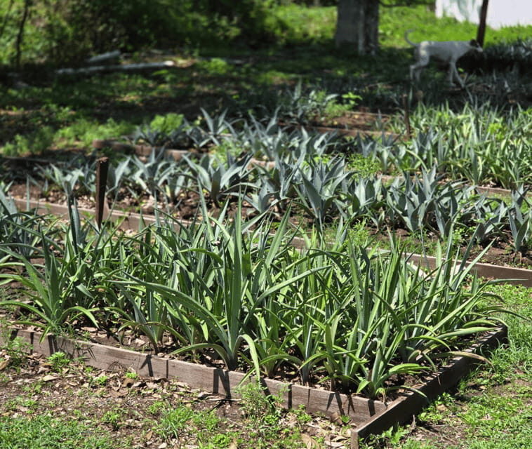 Finca 18 Tequila Tour w/ Chocolate Pairing + Pickup Point - Pricing and Value