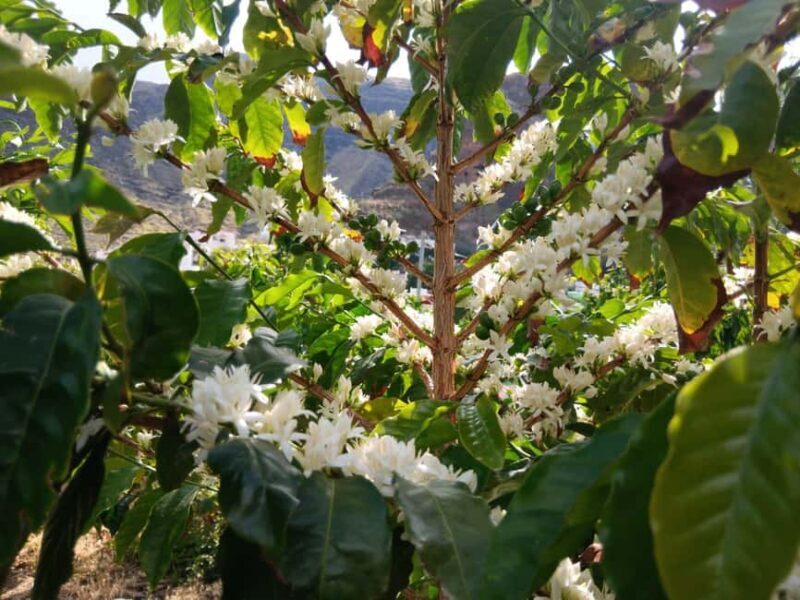 Finca Los Castaños: Agaete Valley Coffee Tour & Tasting - Finca Los Castaños: Agaete Valley Coffee Tour & Tasting – A Complete Guide