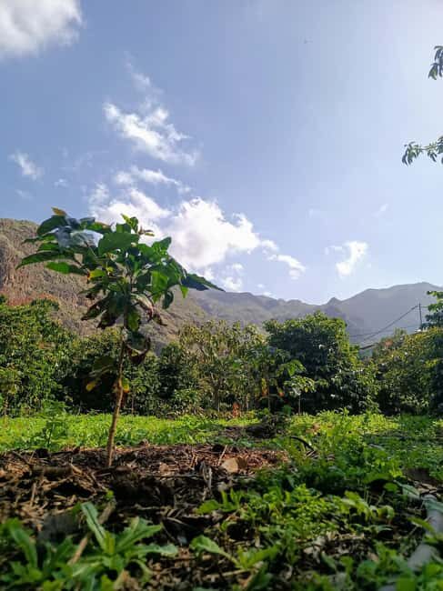 Finca Los Castaños: Agaete Valley Coffee Tour & Tasting - Final Thoughts: Is It Worth It?