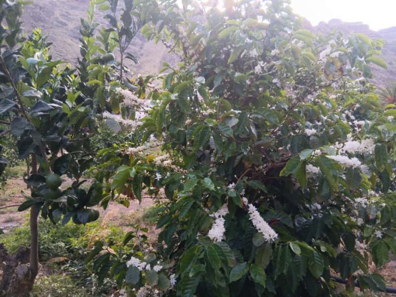 Finca Los Castaños: Agaete Valley Coffee Tour & Tasting - Frequently Asked Questions