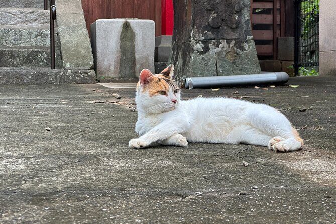 Finding Local Cats and Hidden Alleys of Nagasaki Walking Tour - Finding Local Cats and Hidden Alleys of Nagasaki Walking Tour: An Authentic Peek into Japan’s Charm