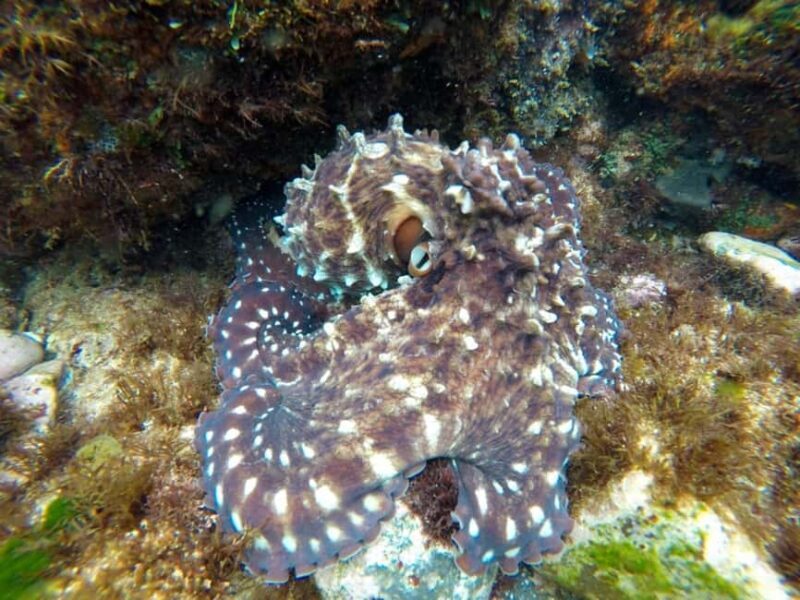 Fingal Head: Cook Island Sea Turtle Snorkel & Boat Transfers - Key Points