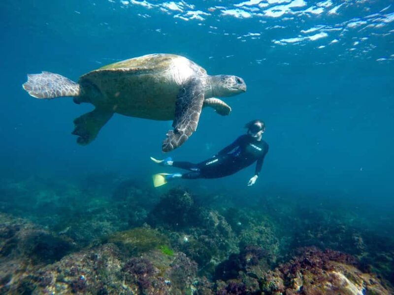 Fingal Head: Cook Island Sea Turtle Snorkel & Boat Transfers - A Closer Look at the Experience