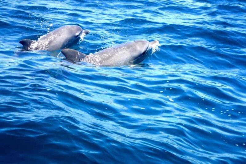 Fingal Head: Cook Island Sea Turtle Snorkel & Boat Transfers - The Sum Up
