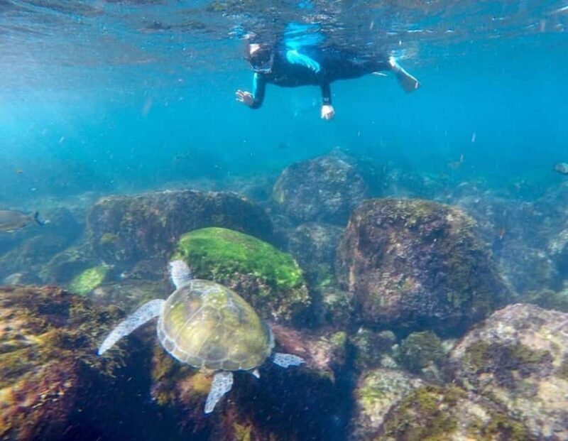 Fingal Head: Cook Island Sea Turtle Snorkel & Boat Transfers - FAQ