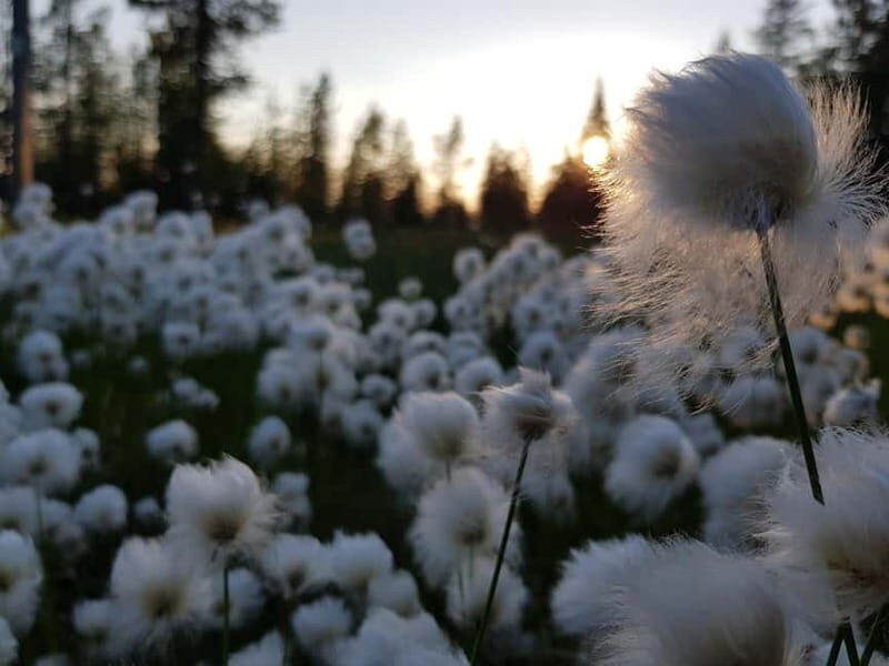 Finnish Lapland: Midnight Sun Hike in Riisitunturi np - Pristine Scenery and Peaceful Trails