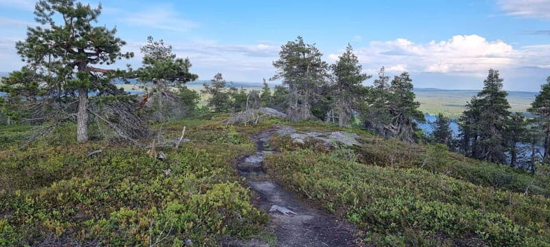 Finnish Lapland: Midnight Sun Hike in Riisitunturi np - Campfire and Local Flavors