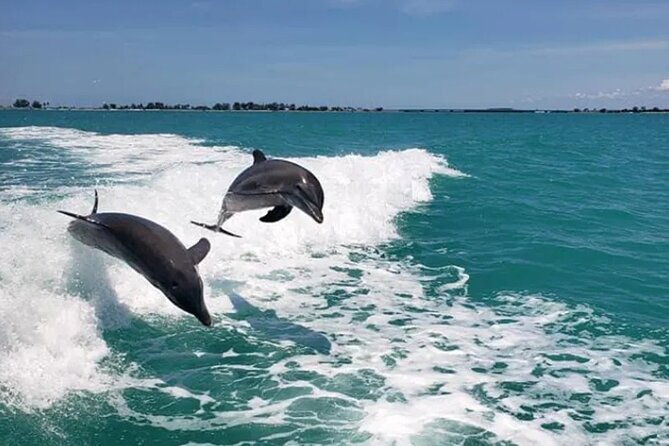 fins-up-dolphin-island-sandbar-adventure-in-clearwater-beach-2