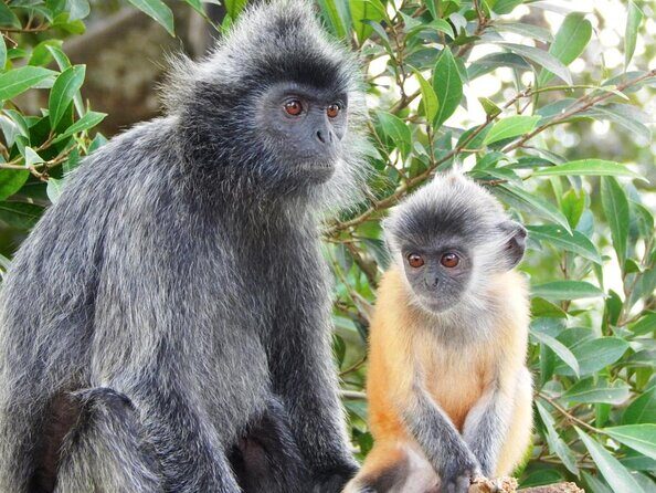 Fireflies and Kuala Selangor Tour Including Dinner - Key Points