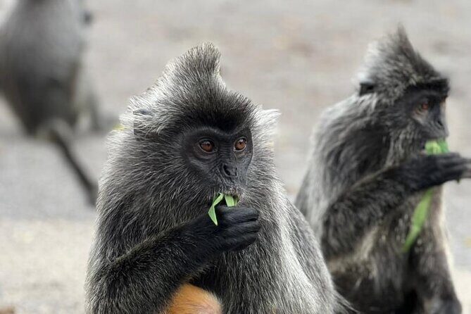 Fireflies & Silver leaf monkey Gazing tour - An In-Depth Look at the Itinerary