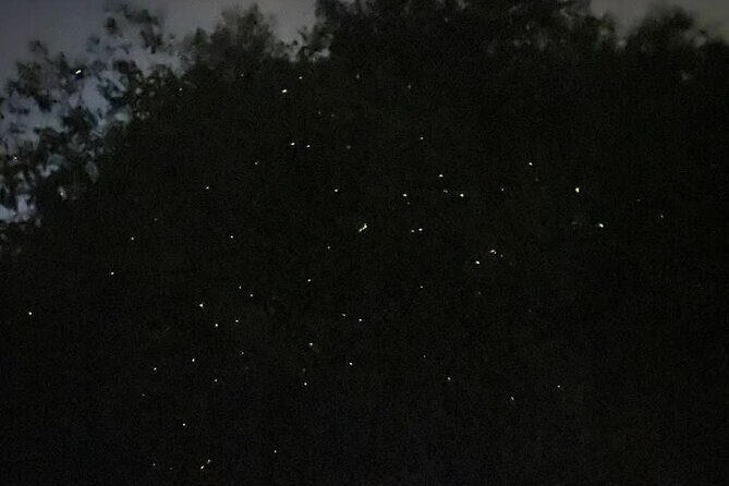 Fireflies & Silver leaf monkey Gazing tour - Final Thoughts: Is It Worth It?