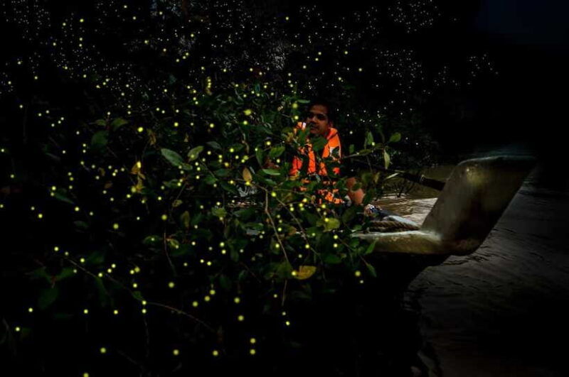 firefly-eagle-feeding-and-blue-tears-kuala-selangor-tour