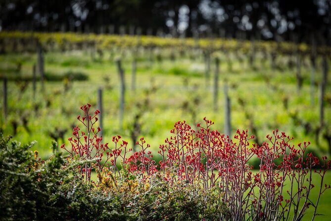 First Class Lunch and Margaret River Wine Tour - Why Choose This Tour?