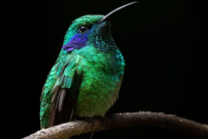 first-steps-into-birding-in-monteverde