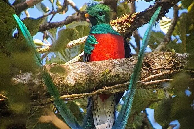 first-steps-into-birding-in-monteverde