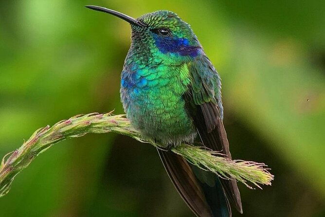first-steps-into-birding-in-monteverde