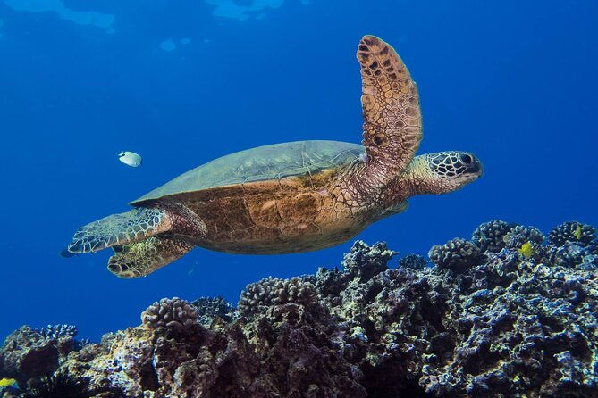 first-time-introductory-scuba-dive-2