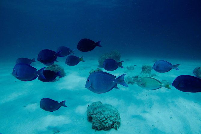 first-time-scuba-diving-experience-in-punta-cana