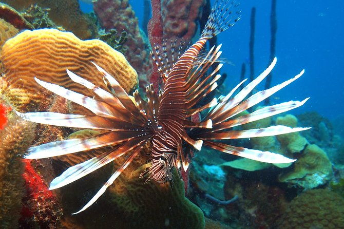 first-time-scuba-diving-experience-in-punta-cana