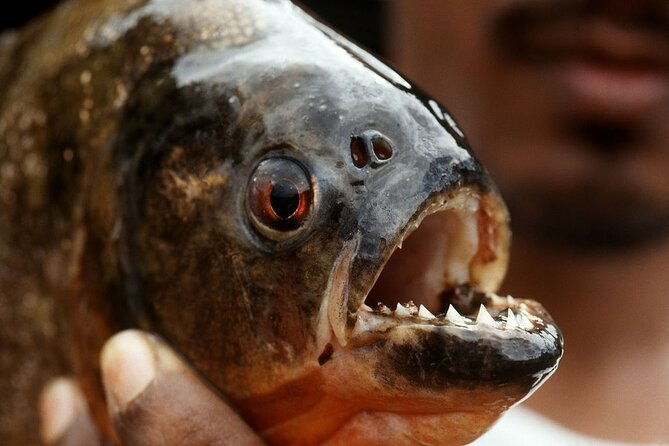 fish-in-the-amazon-river