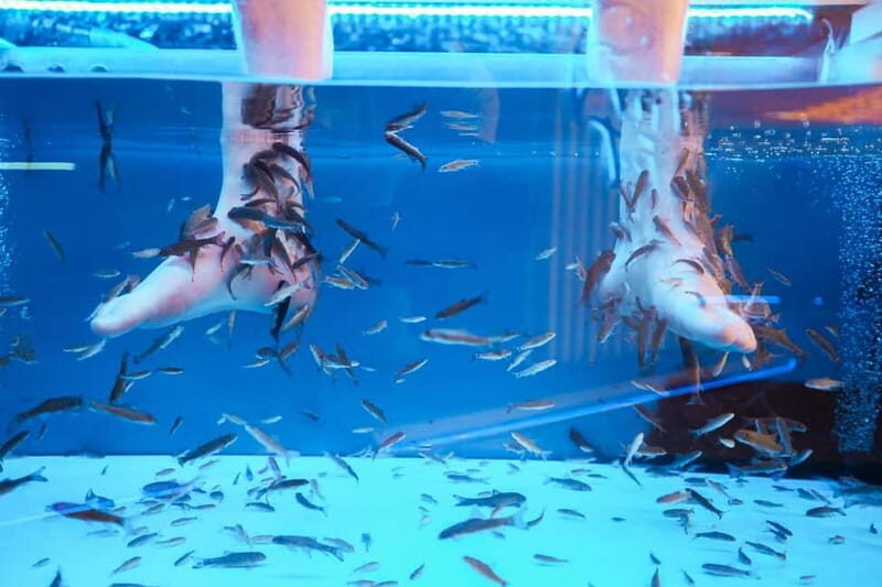 Fish Spa Experience - What is the Fish Spa Experience Exactly?