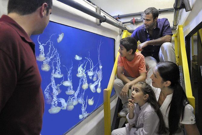 Fish Tales Lost Chambers Tour - An In-Depth Look at the Fish Tales Lost Chambers Tour