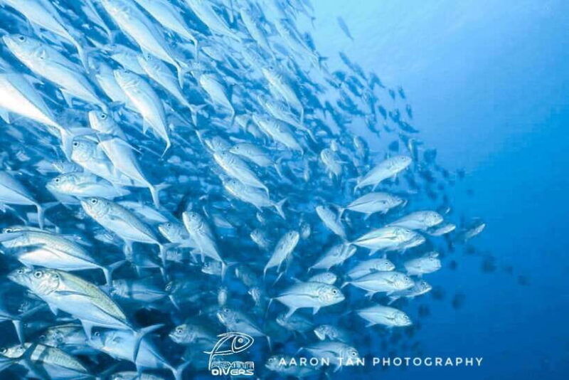 fisheye-divers-discover-scuba-diving