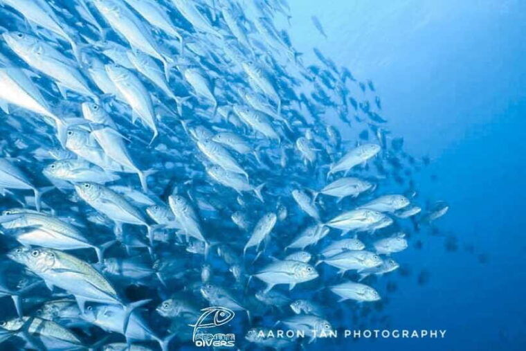 fisheye-divers-discover-scuba-diving