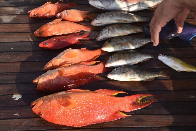 Fishing and Snorkelling by Speedboat Tour - Hurghada - Introduction to the Tour Experience
