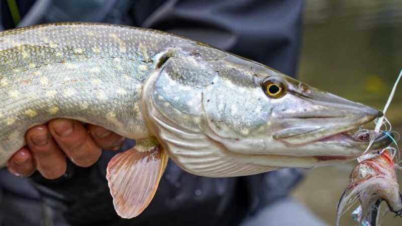 fishing-guide-southtyrol-trento-pike-perch-trout