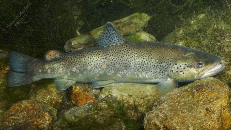 fishing-guide-southtyrol-trento-pike-perch-trout