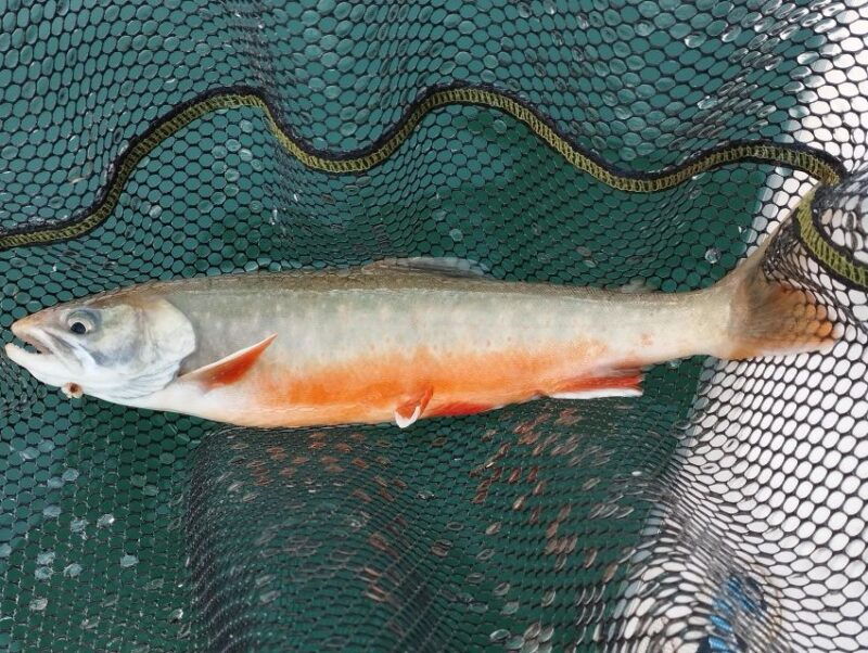 fishing-in-the-dolomites-book-your-wild-excursion