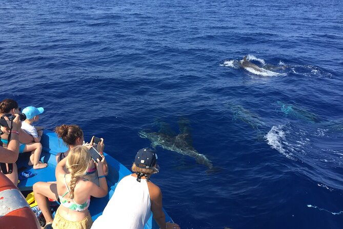 fishing-snorkelling-dolphin-boat-tour