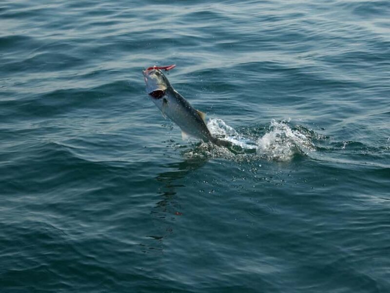 Fishing Trip 4 hours Tour - Key Points  