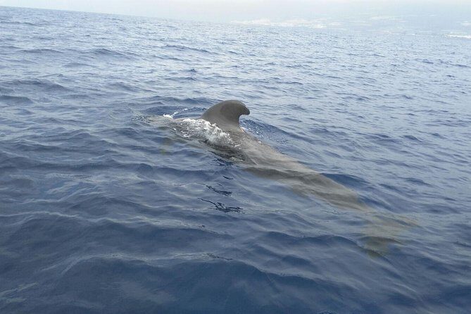 Fishing trip, Tenerife Sea Passion - Who Should Consider This Tour?