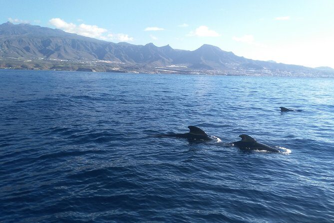 Fishing trip, Tenerife Sea Passion - Final Thoughts: Is It Worth It?