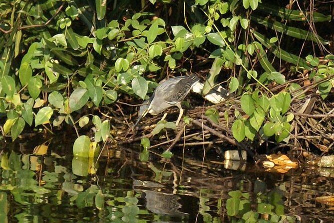 Fishing Village & Mangrove Tour Experince at Negombo (Starting from Colombo) - Who Should Consider This Tour?