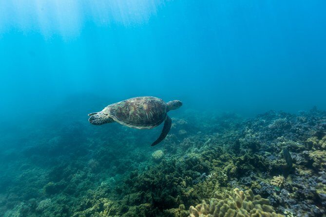 Fitzroy Island Day Tour from Cairns - Food, Facilities, and Convenience