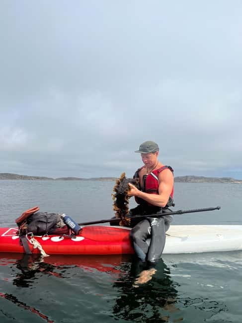 Fjällbacka: Seaweed Picking and SUP Paddling Tour - Key Points