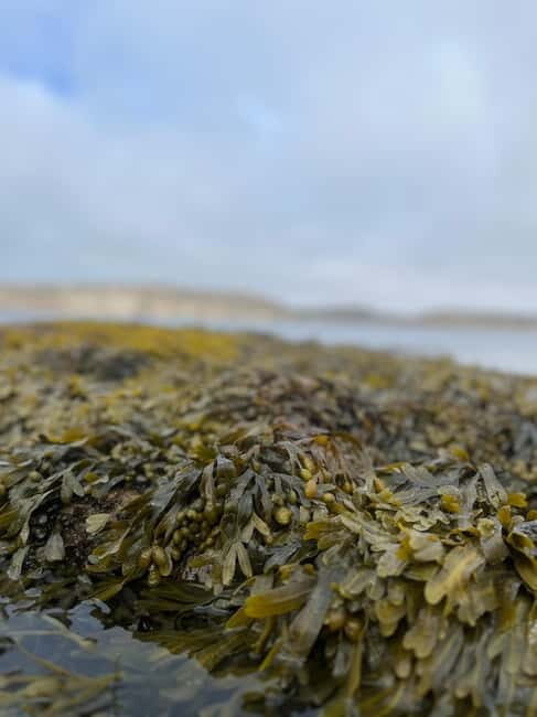 Fjällbacka: Seaweed Picking and SUP Paddling Tour - Authentic Insights from Reviewers