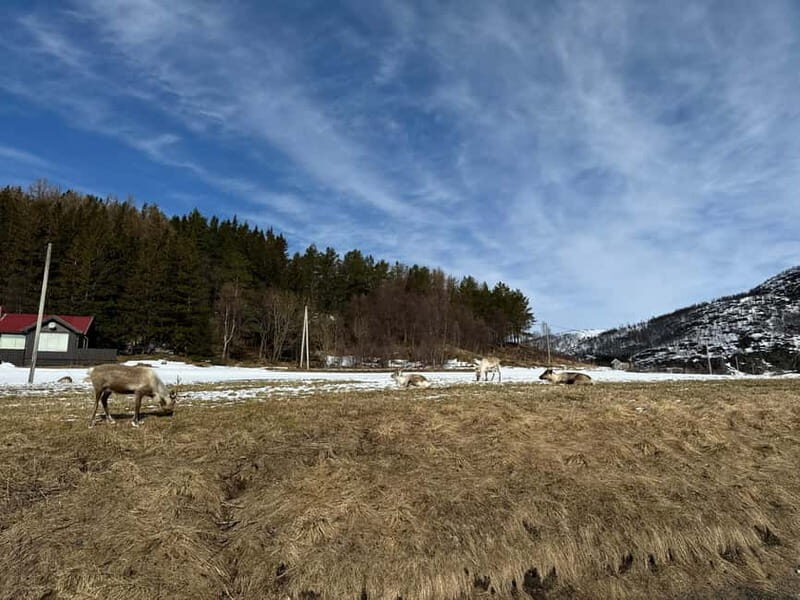 Fjord Foto Tour to Sommaroy (Roadtrip) - The Sum Up: Is It Worth It?