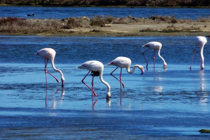 flamingo-birdwatching-in-the-ebro-delta-at-sunset