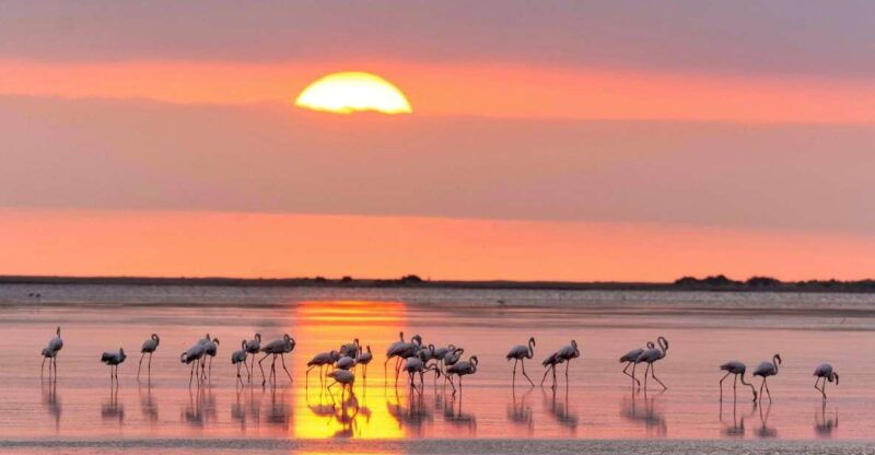 flamingo-birdwatching-in-the-ebro-delta-at-sunset